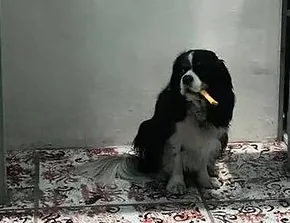 Giotto mi presento